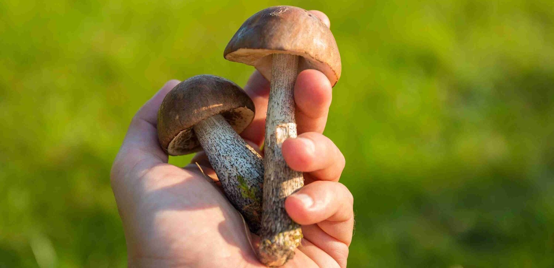 Mushrooms - Foods High in Vitamin D
